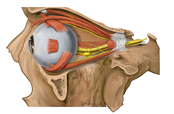 Diagram showing the lateral orbit nerves